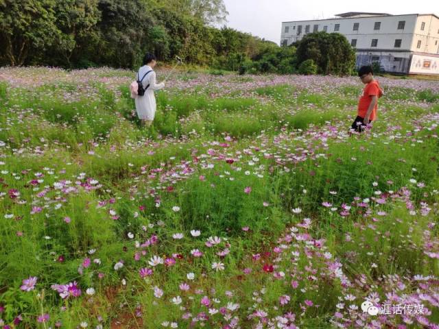 来沙琅之前,看了一下朋友圈,说沙琅怡景花园对面有一片花海.