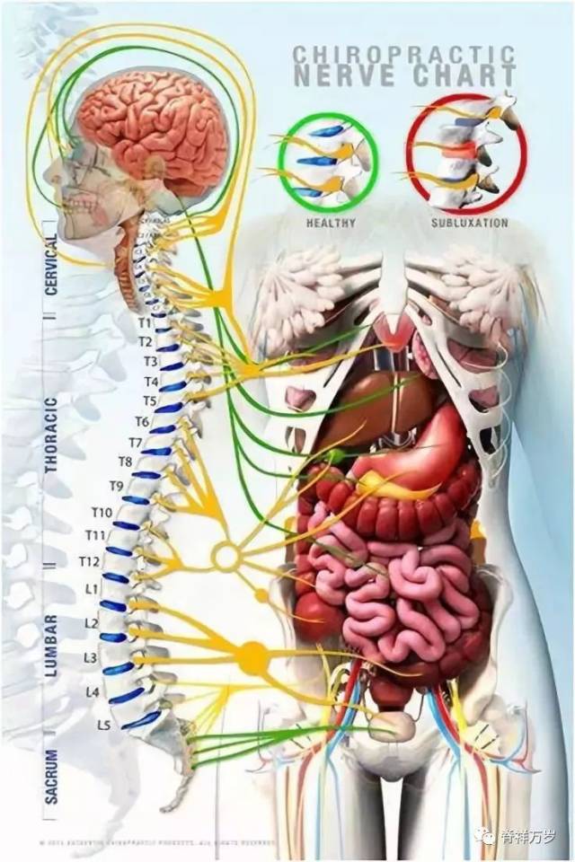 以及保护内脏的器官;脊椎的病变也不仅仅是引起颈腰部的疼痛和麻木;它