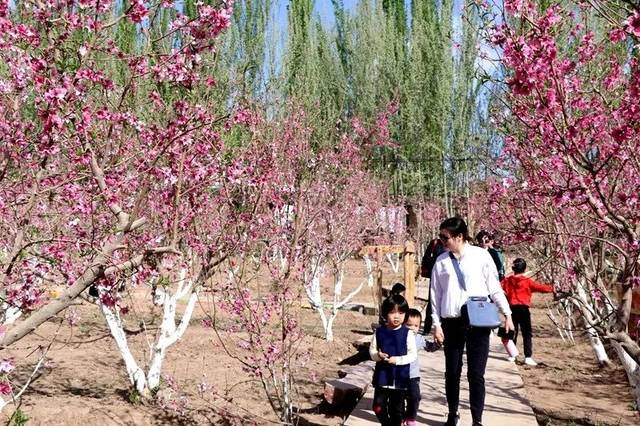 喀什旅游丨灼灼芳华等你来赏,2019喀什市阿瓦提乡桃花节开幕