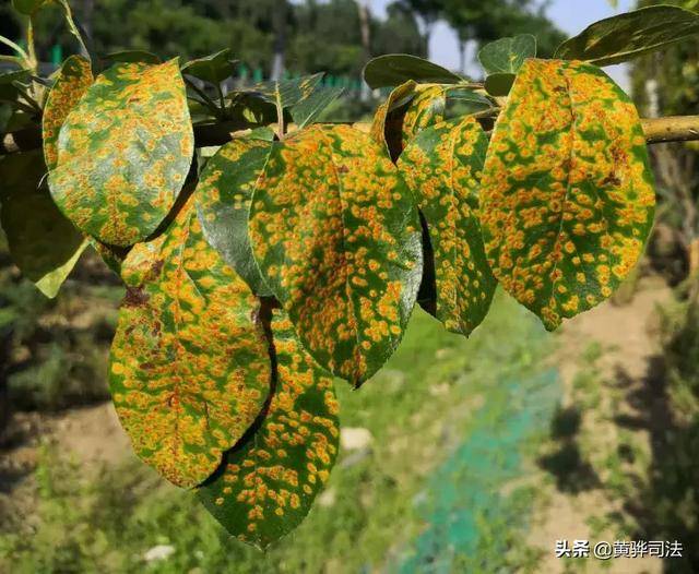 2019年4月,黄骅市发出园林植物病虫害预警