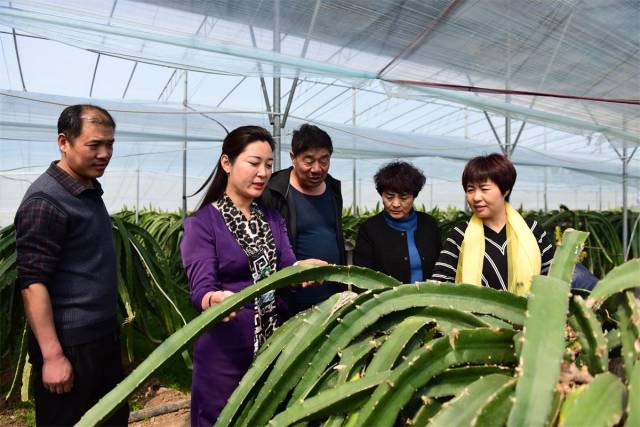 让南果北种蔚然成风—专访青州市蔚然农业董事长吴美红