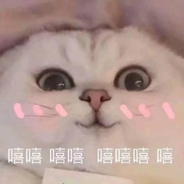 猫咪表情包:电死你个小可爱