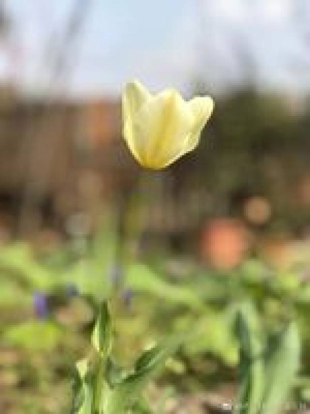 平成30年,37首最经典的日语歌,肯定有一首你听