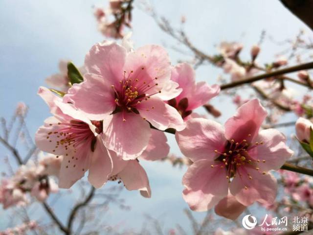 四条自驾赏花走廊:百里桃花观赏走廊,湖光山色赏花走廊,北山风光赏花