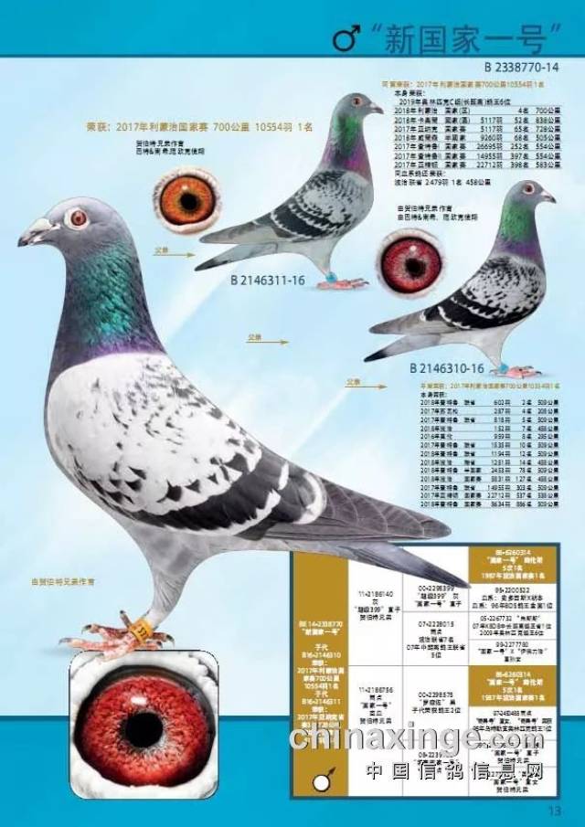 【图集】欧洲顶级鸽舍世界名鸽欣赏,看看这些种鸽才知道为什么他们有