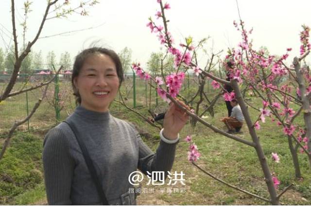 "我们是从双沟过来的,今天来这参加陈圩桃花节,品千人桃花宴很开心.