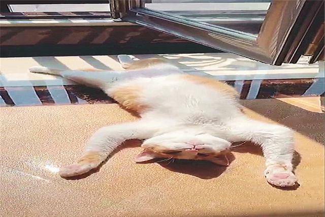 原创橘猫每天躺在阳台边,四仰八叉地晒着太阳,网友:像极了懒床的我