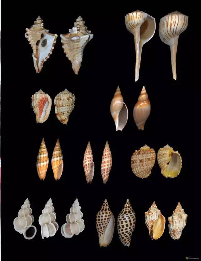全世界曾经最珍稀的50种贝壳