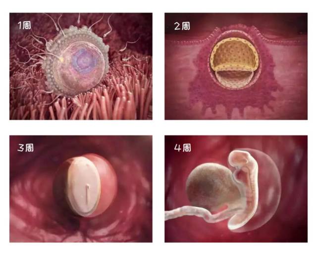 高圆圆怀孕:1-40 周胎儿发育高清图,孕育生命的奇妙