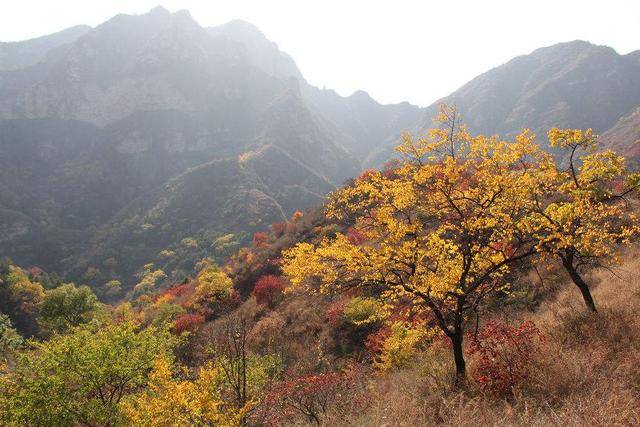 2.白银坨 白银坨风景区是保定市西北部第一道高峰区,这里的秋季最美!