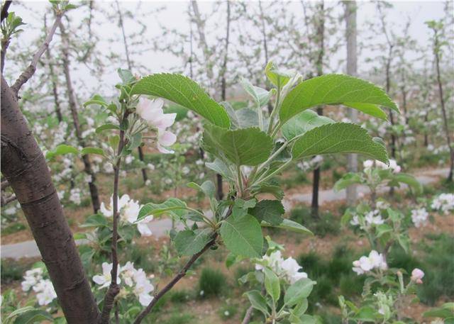 苹果树栽培技术|苹果树从花芽分化到开花的特点