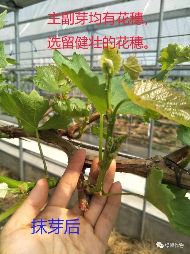 葡萄抹芽定枝,一看就会!