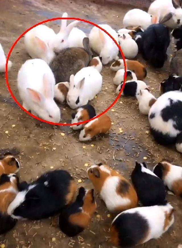 一院子的荷兰猪,吃饭和兔子在一起分不清,主人:谁有猫