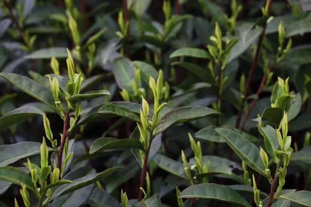 中国名茶与茶树品种「深度好文」