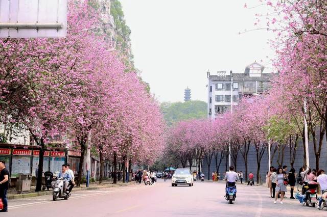 紫荆花惊呆外国人!宝骏也被联合国盯上了!柳州骄傲代表中国冲向国际!