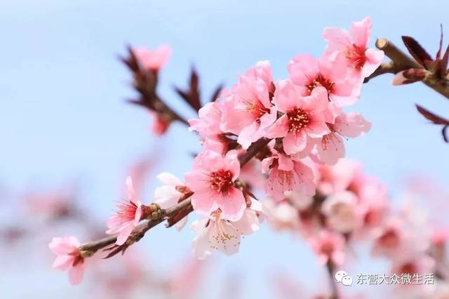 柳柳丝垂青 百花吐蕊 满城春色藏不住 正是西宋赏花时 2019年的桃花节
