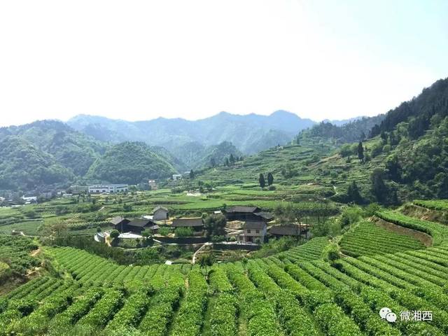 特异,珍稀的地方茶树种质资源,发源于保靖县吕洞山镇黄金村