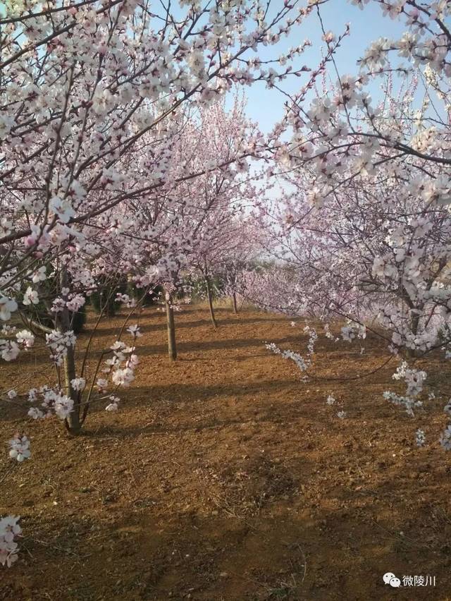 三月西溪桃花开_手机搜狐网