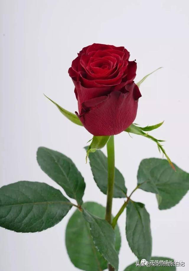高原红玫瑰 | 国人最爱的丝绒红,花型优雅,花色饱满浑厚