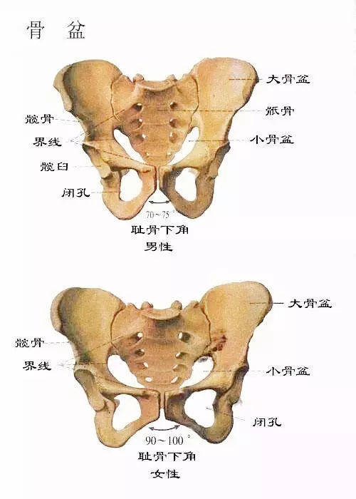 尾闾骨根节旋摆动,阳气生发,长寿之道 权成