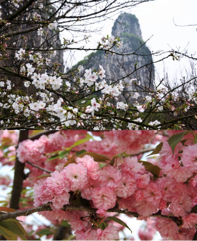 南溪山烂漫樱花节