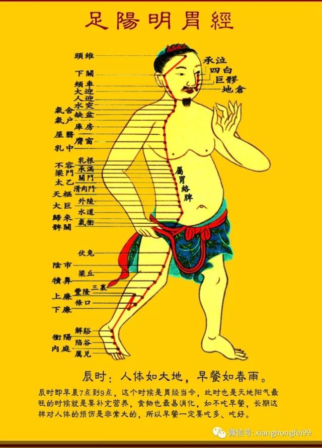 人体经络(胃经):胃经不通,脾胃差,用一根棍子在大腿上