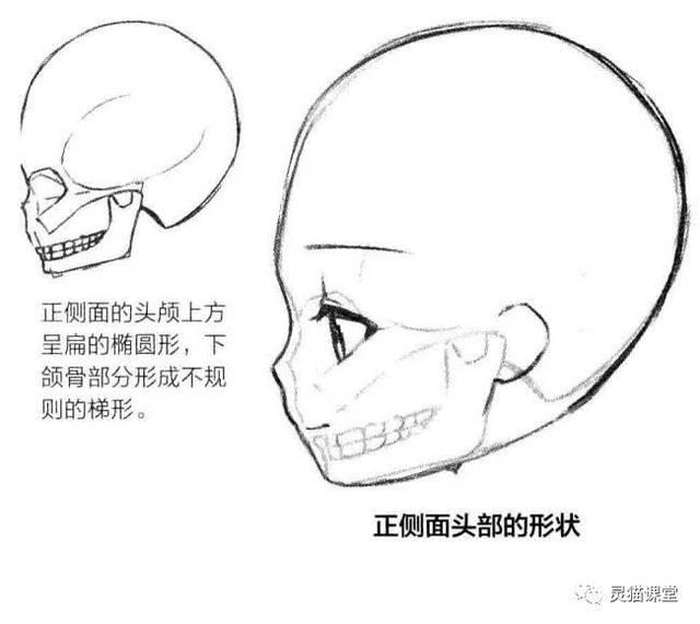 当头部转过一定角度时,头部的形状发生了变化,特别是头颅的形状,根据