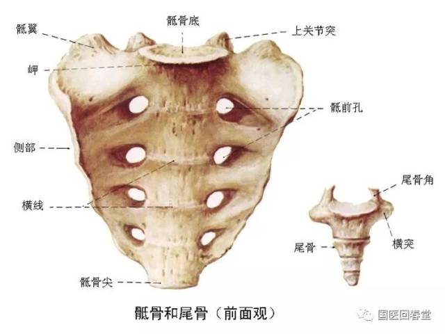 1,骶髂关节 骶髂关节由骶骨与髂骨的耳状关节面相对而构成.