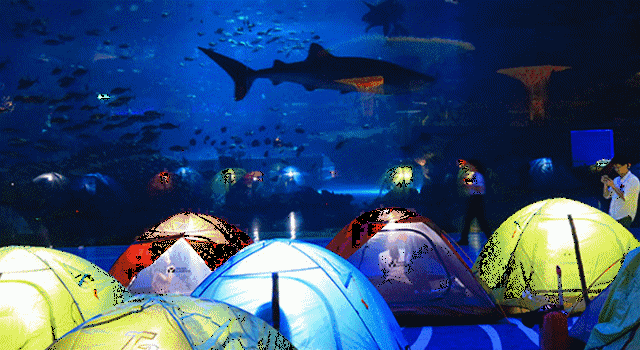 【周末研学】海洋馆奇妙夜-夜宿海底世界,和海洋生物一起入眠,让孩子