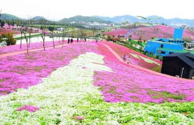 【风云户外】4月14日 义乌花间乐园 网红芝樱花海-卢宅古建筑群.