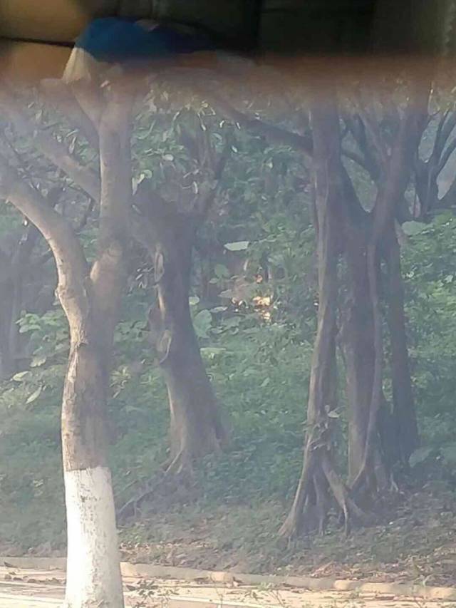 东莞黄旗山公园昨日突发山火,过火1500多平方米无人伤亡!