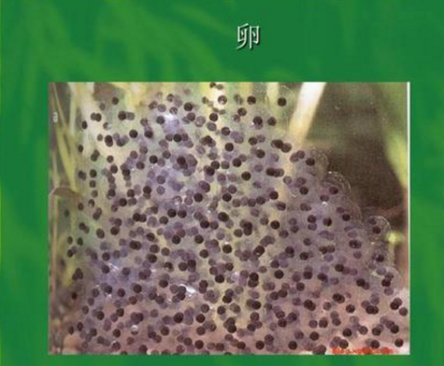 言归正传,蝌蚪卵孵化后,就会长出黑乎乎的小蝌蚪,最大能够长到两厘米.