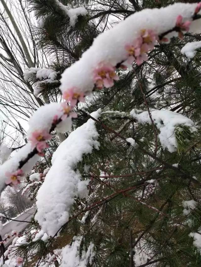 网友说熬过了冬天却差点冻死在春天!好消息马上来