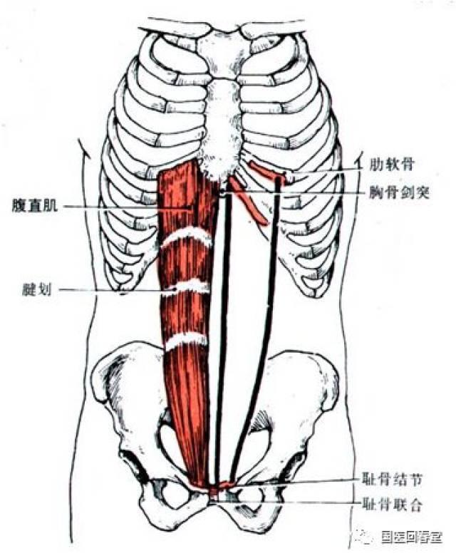 止点:第5-7肋软骨前面及胸骨剑突.