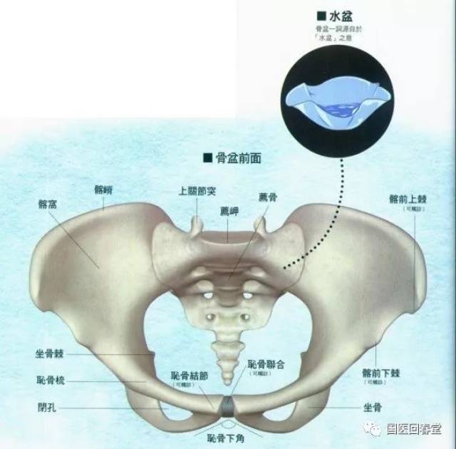 1,髋骨 髋骨在出生后,分为髂骨 坐骨和