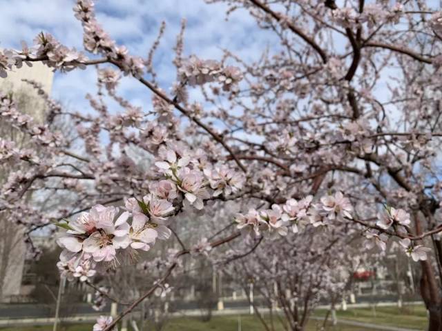 乌鲁木齐赏桃花地图出炉,周末走起来