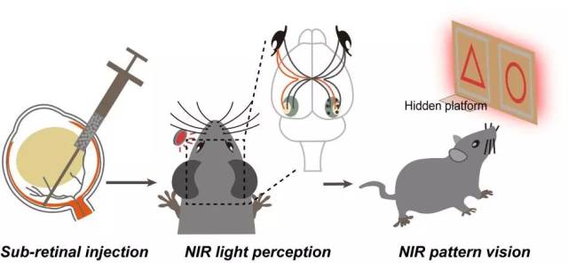 从不同水平证明注射小鼠获得红外图像视觉 论文链接:https://www.
