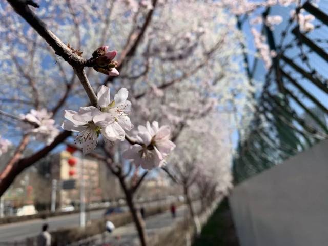 乌鲁木齐赏桃花地图出炉,周末走起来