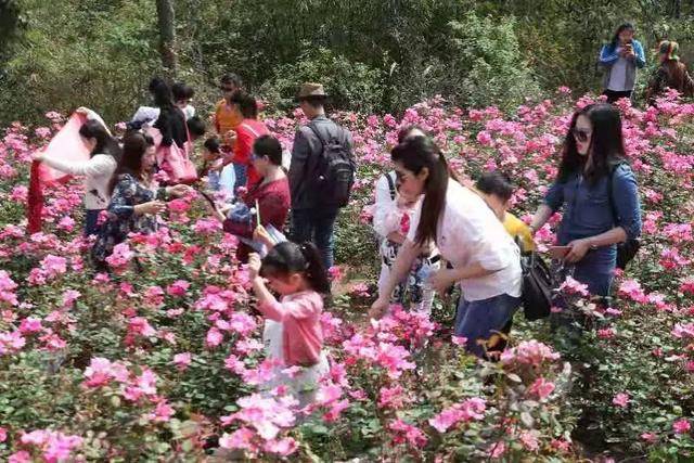 2019自贡大安玫瑰花海文化艺术节开幕,听说有福利!