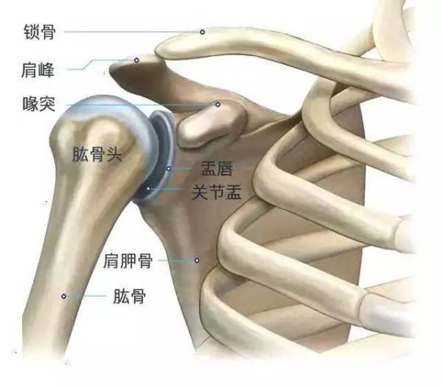 这就是由于肱骨头移位,肩峰下空虚,肩峰相对外突所致.