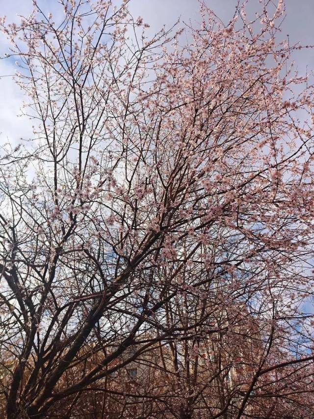 乌鲁木齐赏桃花地图出炉,周末走起来