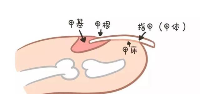 娃指甲上的月牙,白点,横纹,竖纹,都预示着啥疾病?看完