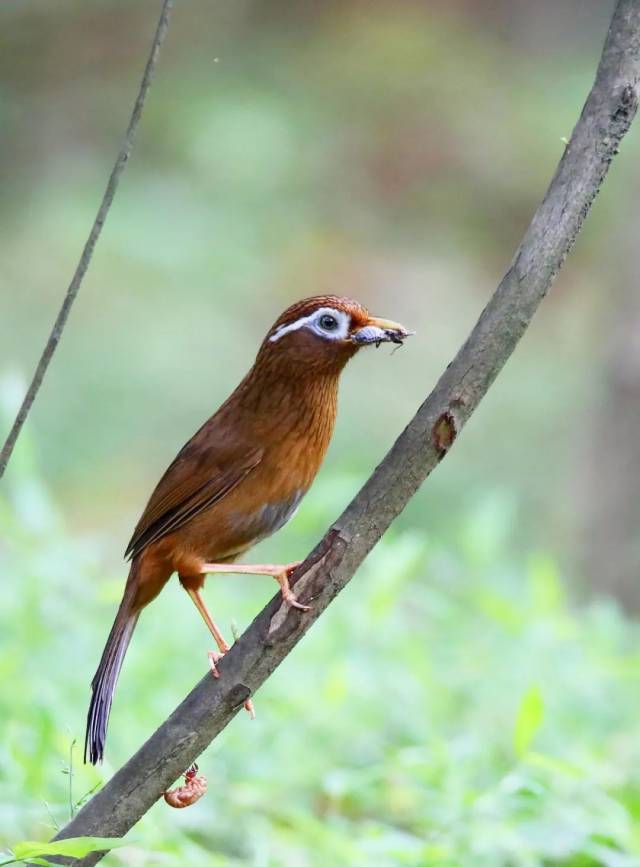 画眉鸟(garrulax canorus)