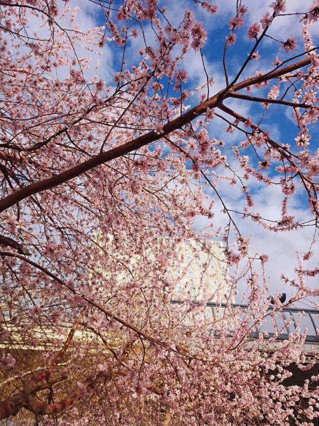 乌鲁木齐赏桃花地图出炉,周末走起来