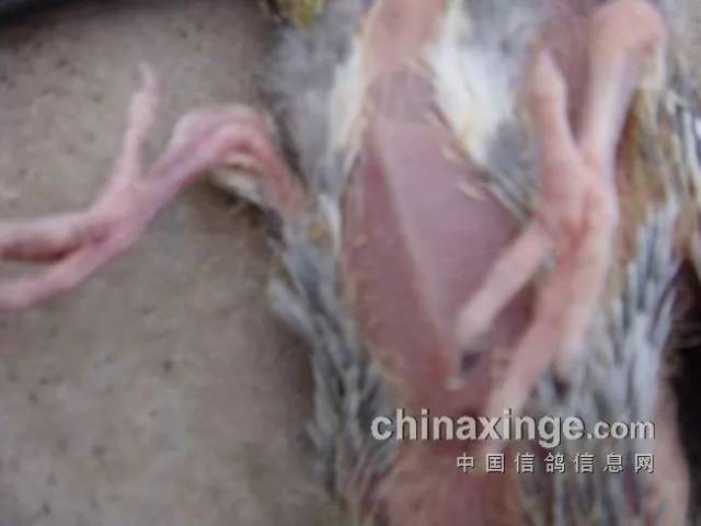 鸽友问答:信鸽毛滴虫该咋预防?