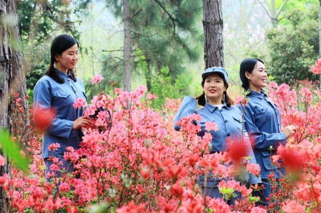 映山红已开满山坡!这一场灿烂花事,你邂逅了吗?