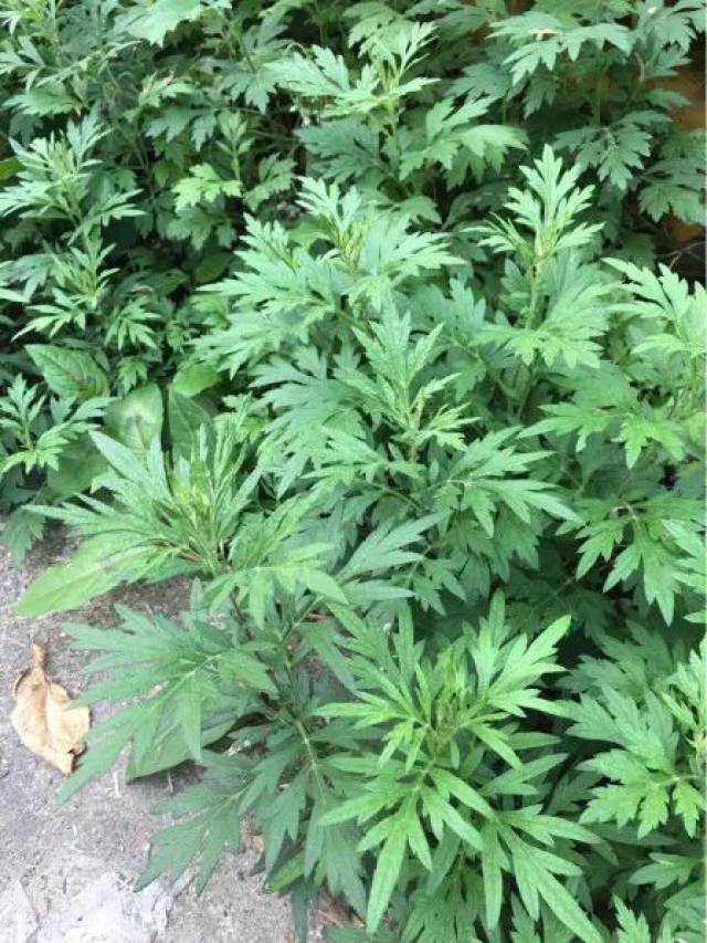 年版《中国药典》,其性辛,温,味苦,有小毒,归肝,脾,肾经,内服温经止血