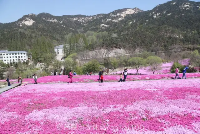 昆嵛山百亩芝樱花海绽放;漫山遍野,大气磅礴!