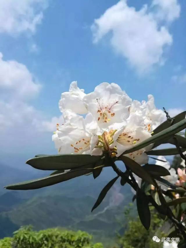 杜鹃花,都开好了!南平→上饶,到灵山赏花去,预备备—!