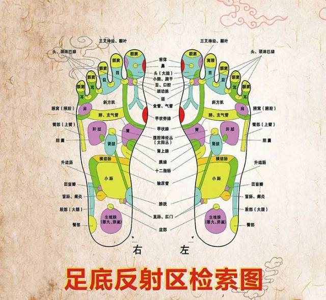 足底子136个穴位反射区,对于人体五脏六腑各